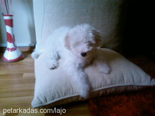 sacha Dişi Old English Sheepdog