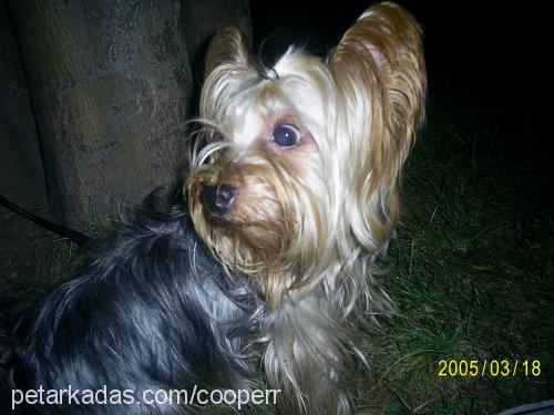 cooper Erkek Yorkshire Terrier