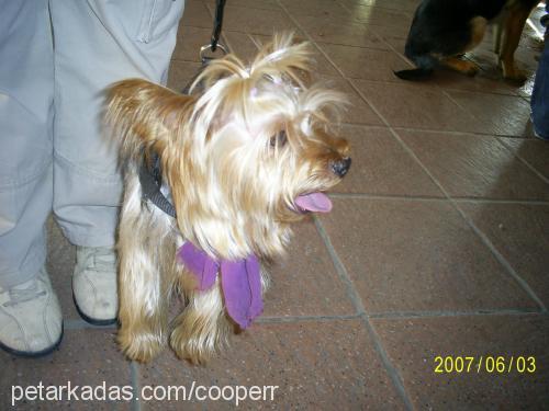 cooper Erkek Yorkshire Terrier