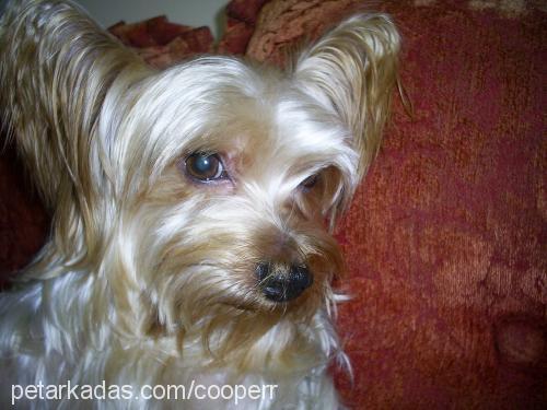 cooper Erkek Yorkshire Terrier