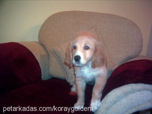 golden Erkek Golden Retriever