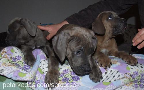 tagir Erkek Cane Corso Italiano