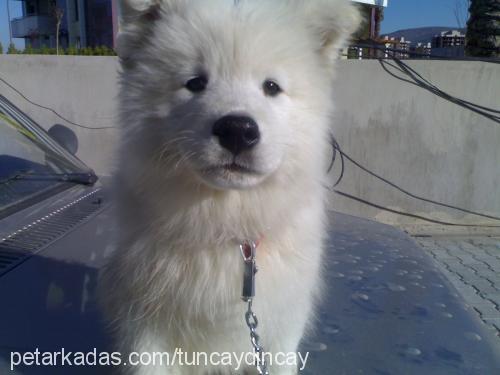 Şaki Erkek Samoyed