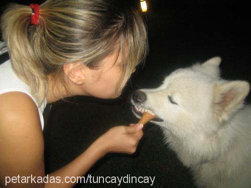 Şaki Erkek Samoyed