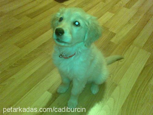 karamel Dişi Golden Retriever