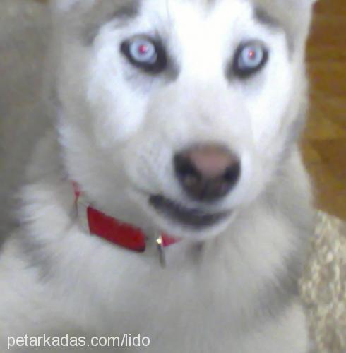 lido Dişi Sibirya Kurdu (Husky)