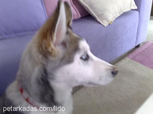 lido Dişi Sibirya Kurdu (Husky)