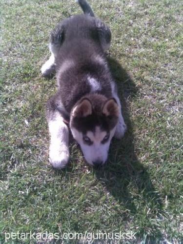 gümüş Erkek Sibirya Kurdu (Husky)