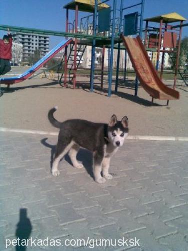 gümüş Erkek Sibirya Kurdu (Husky)