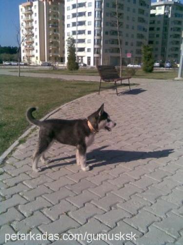 gümüş Erkek Sibirya Kurdu (Husky)