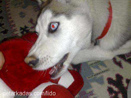 lido Dişi Sibirya Kurdu (Husky)