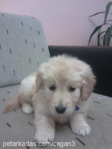 cimcime Dişi Golden Retriever