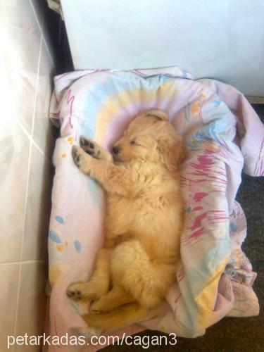 cimcime Dişi Golden Retriever