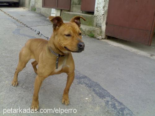 leda Dişi Amerikan Pitbull Terrier