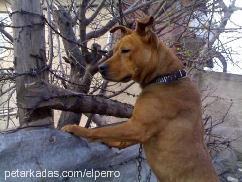 leda Dişi Amerikan Pitbull Terrier