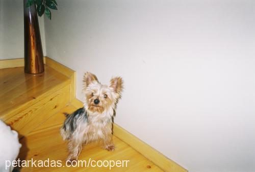 cooper Erkek Yorkshire Terrier