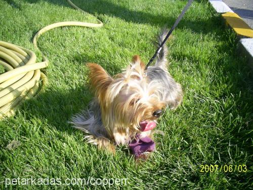 cooper Erkek Yorkshire Terrier