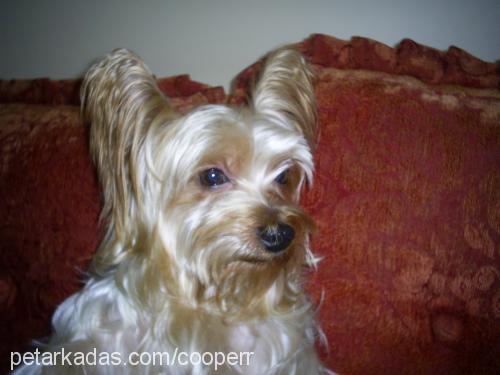 cooper Erkek Yorkshire Terrier