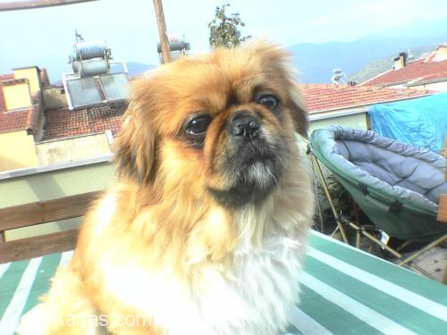 lucky Erkek Pekingese