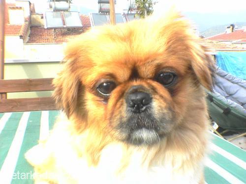 lucky Erkek Pekingese