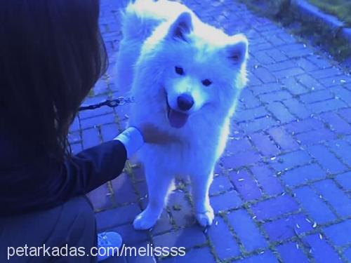 kont Erkek Samoyed