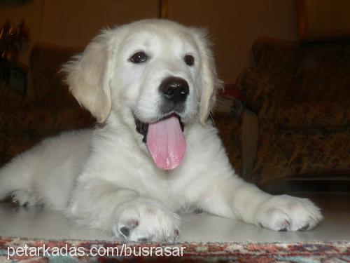 goldie Dişi Golden Retriever