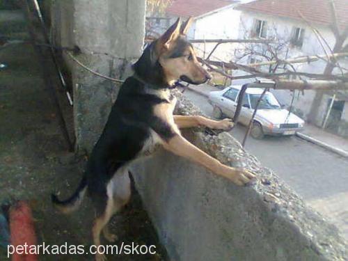 skoç Dişi Alman Çoban Köpeği