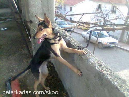 skoç Dişi Alman Çoban Köpeği