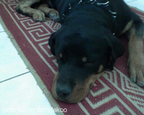 fakoo Erkek Rottweiler