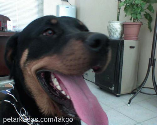 fakoo Erkek Rottweiler