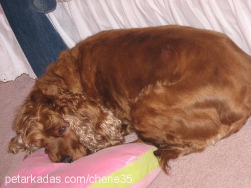 cherie Dişi İngiliz Cocker Spaniel