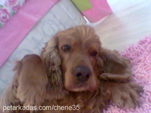 cherie Dişi İngiliz Cocker Spaniel