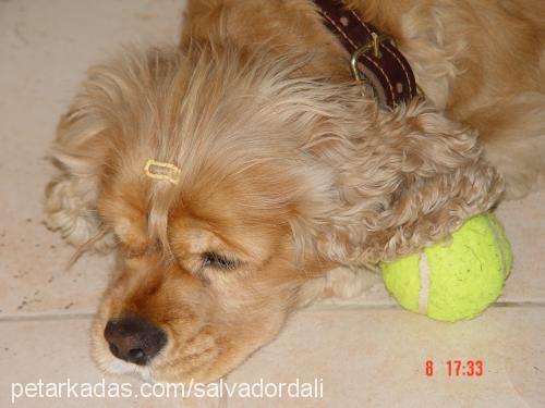 salvadordalİ Erkek Amerikan Cocker Spaniel