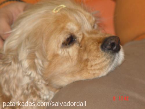 salvadordalİ Erkek Amerikan Cocker Spaniel