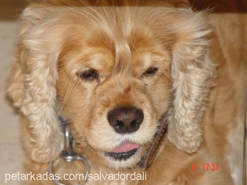 salvadordalİ Erkek Amerikan Cocker Spaniel