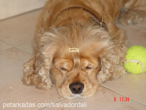 salvadordalİ Erkek Amerikan Cocker Spaniel