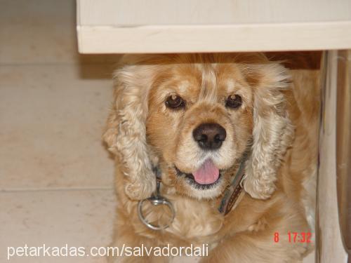 salvadordalİ Erkek Amerikan Cocker Spaniel