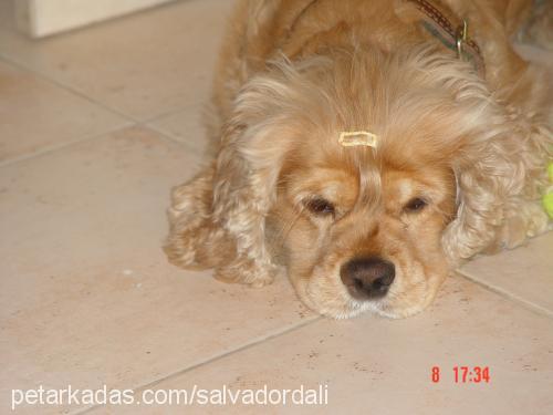 salvadordalİ Erkek Amerikan Cocker Spaniel