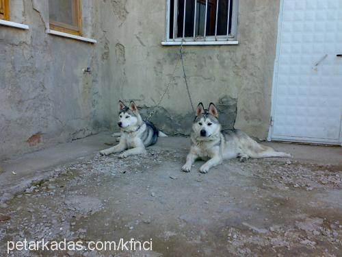 apple Dişi Alaskan Malamute