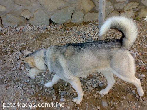 apple Dişi Alaskan Malamute