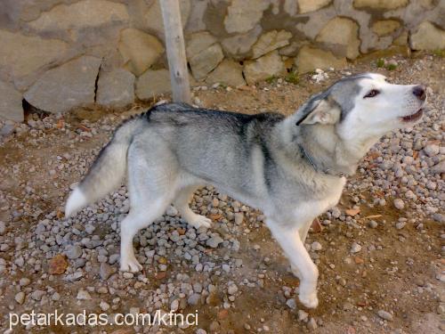 apple Dişi Alaskan Malamute