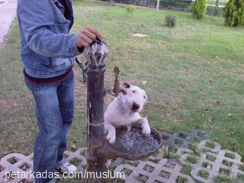 bebek Dişi Bull Terrier