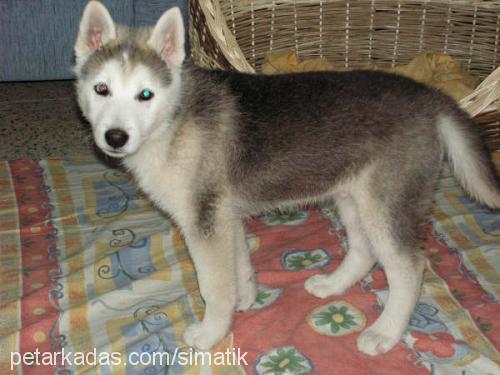 dost Erkek Sibirya Kurdu (Husky)