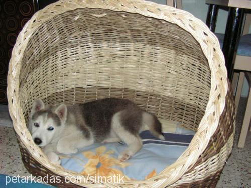 dost Erkek Sibirya Kurdu (Husky)