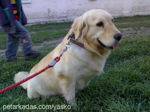 naz Dişi Golden Retriever