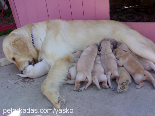 naz Dişi Golden Retriever