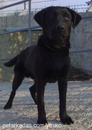 oscar Erkek Labrador Retriever