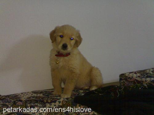 puffy Dişi Golden Retriever