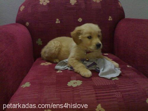 puffy Dişi Golden Retriever