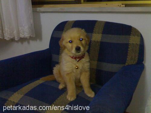 puffy Dişi Golden Retriever